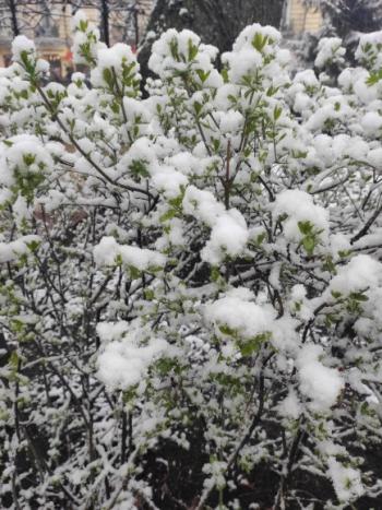 Останній сніг