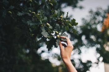 Ранок у лісі