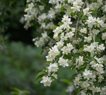 Ясмин і Орхідея