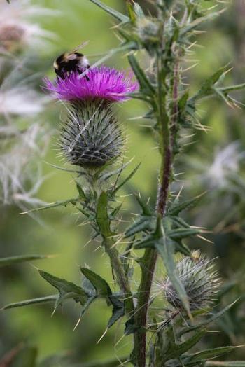 Будяк-чортополох