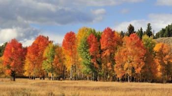 Осінній колорит