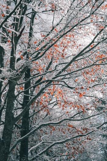 Увертюра до зими