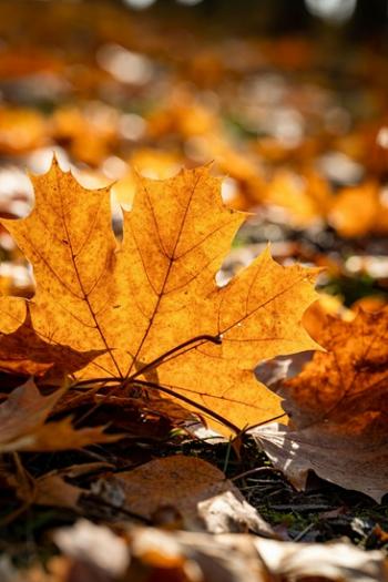 Серця́, закохані у літо