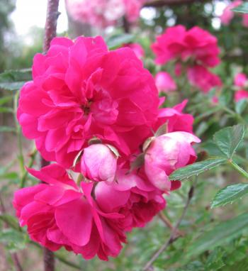 П’ять понеділків до весни