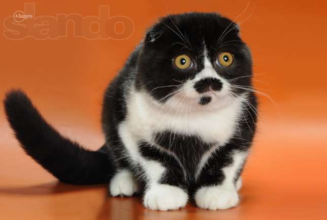 Гриць Салоїд