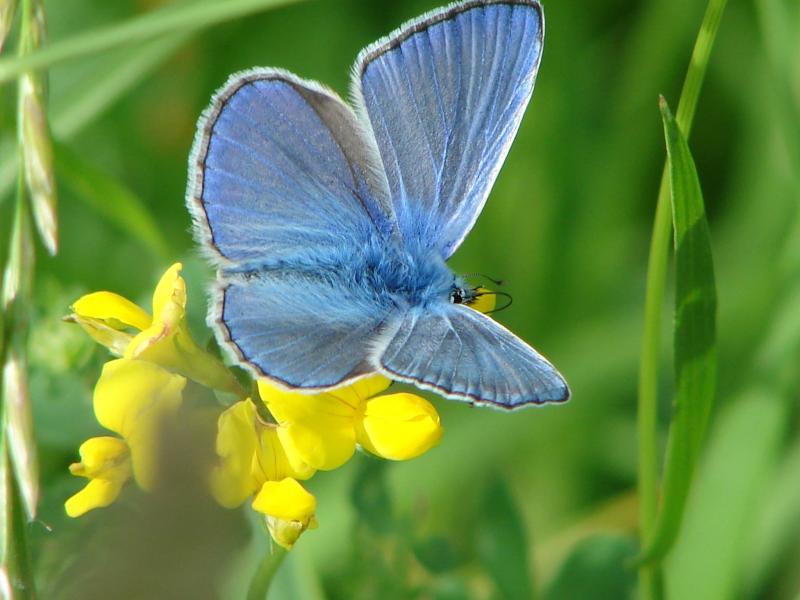 Дністран Оксана