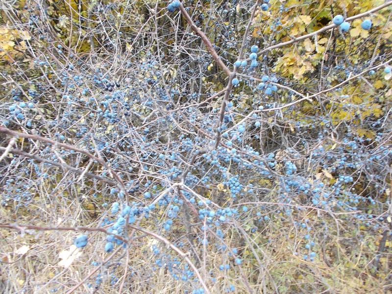 Ольга Терен