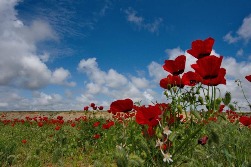 Душа. Ольга Липа