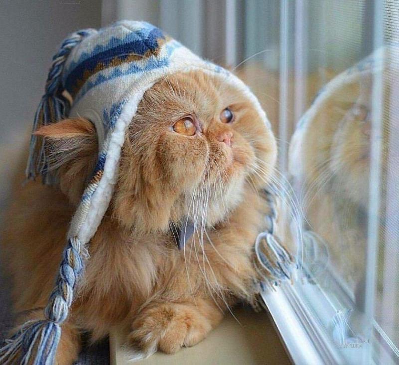 Самотній Кіт