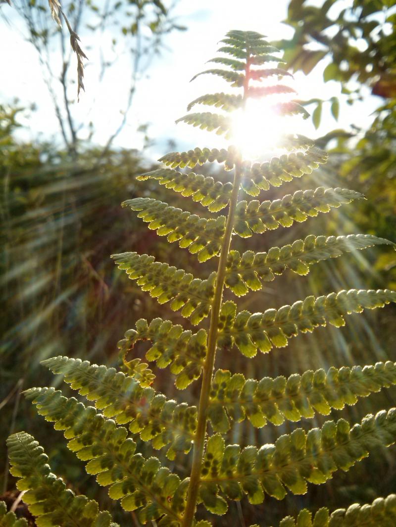 Іван Марний