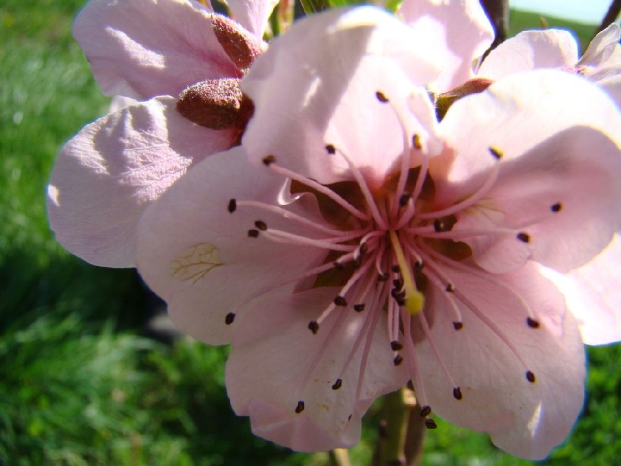 Незнайомка