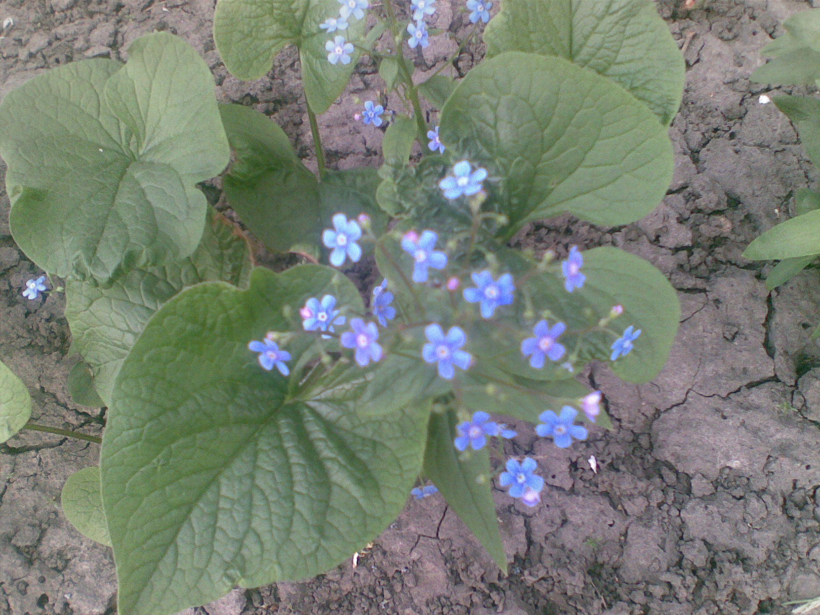 ТАКА ЯК ВСІ
