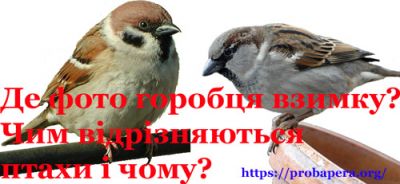 Теплопровідність. Горобці