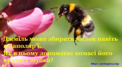 Теплопровідність. Джміль