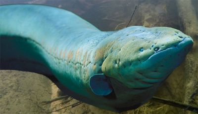 Електричний вугор