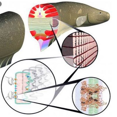 Електрика риб