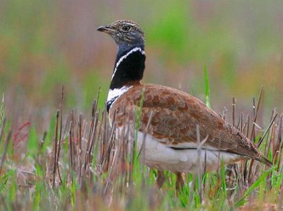 Хохітва,  стрепет (Tetrax tetrax)