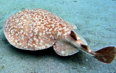 Електричний скат