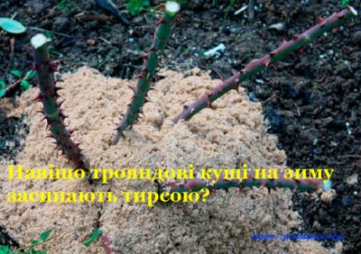 Теплопровідність. Троянди