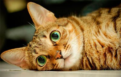 Природний приймач світла