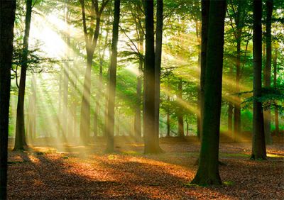 Світлове явище