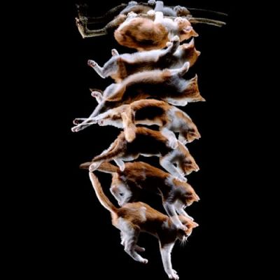 Стробоскопічна світлина