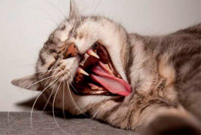 Чому жала, дзьоби та зуби хижаків мають малу площу?