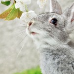 Рассветная