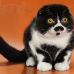 Гриць Салоїд