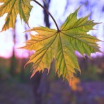 Брик Василь