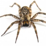 Софійка Світ