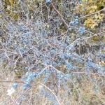 Ольга Терен