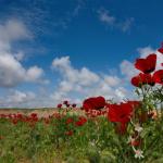 Душа. Ольга Липа