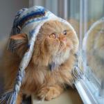 Самотній Кіт