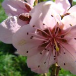 Незнайомка