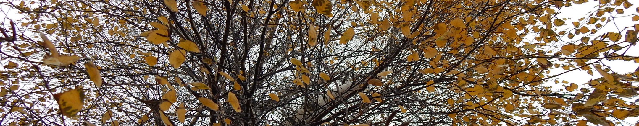 Наодинці з кавою й собою