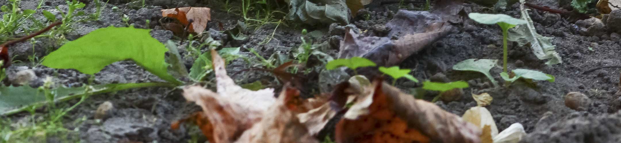 Мертві квіти