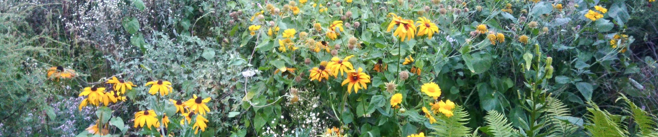 Лірика квітів